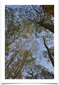 june bannister tree tops - June Bannister